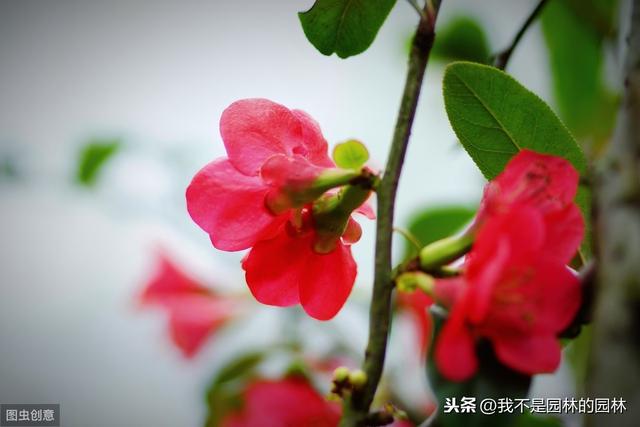 4月中下旬北方处于开花期的园林树木（一）满满的干货