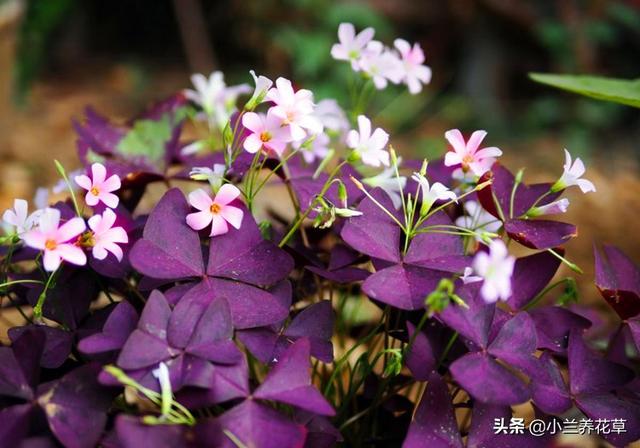 紫叶酢浆草，养殖实录，操作简单，花期长达8个月，观赏性绝佳！