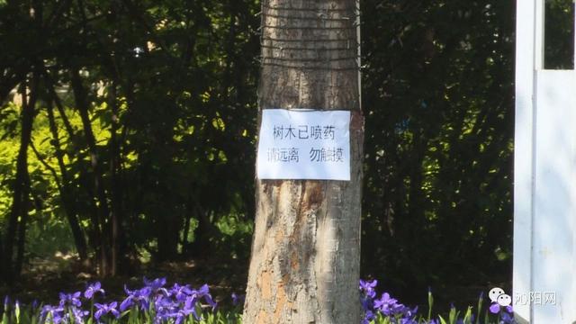 市园林绿化中心：“打药除虫”做好春季绿化养护工作