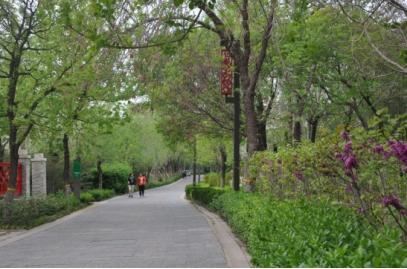 栽植绿植15万余株 潍坊开展春季绿化提升行动