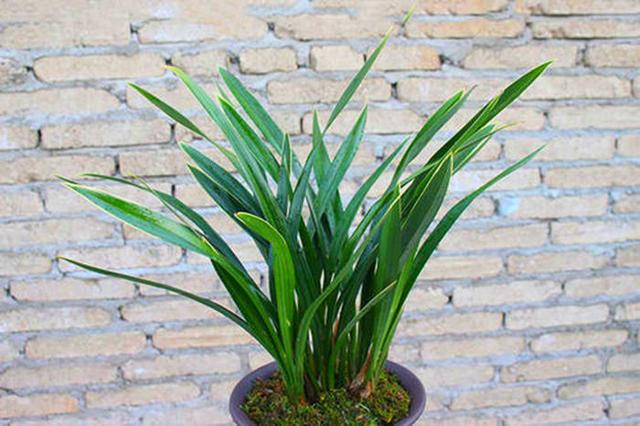 一种兰花开紫花，叶子镶着秀气金边，名叫紫月荷兰，不多见