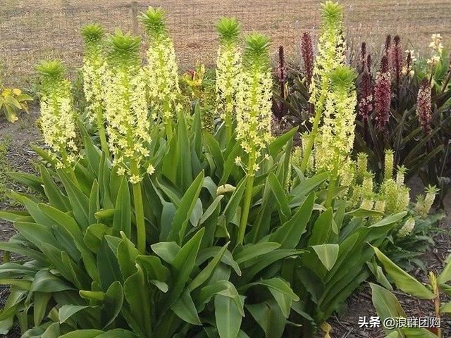 省心省力受欢迎的海芋、凤梨百合、德国鸢尾、耧斗菜、虎眼万年青