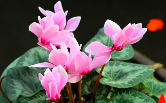 这3种花不是一次性消费品，开完花可别扔，养好了年年都有花苞