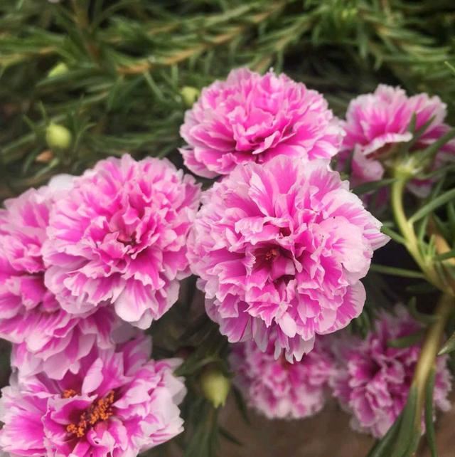 爱花人春季要养的绿植盆栽，播种几粒种子，一年四季赏花不停