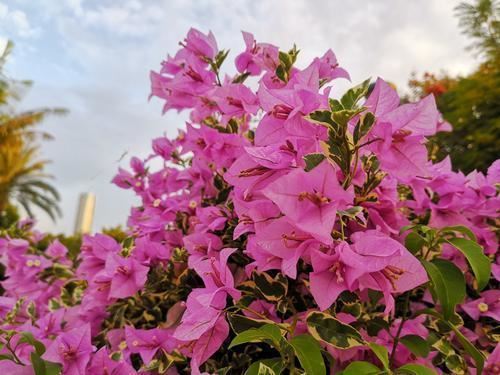 6只花期长的花，每次开花都赏过瘾，大神都不一定能养全