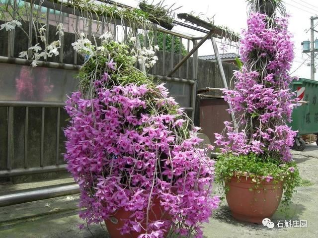 檀香石斛：“待我枝头飘花，许你满庭幽雅！"