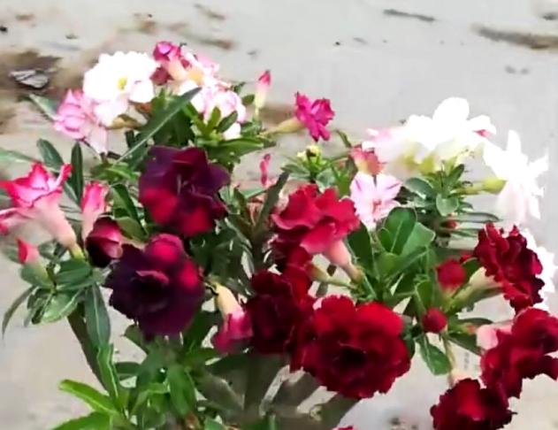 超耐旱的花,不用经常浇水,反而开花很多 超耐旱的花,不用经常浇水,反而开花很多