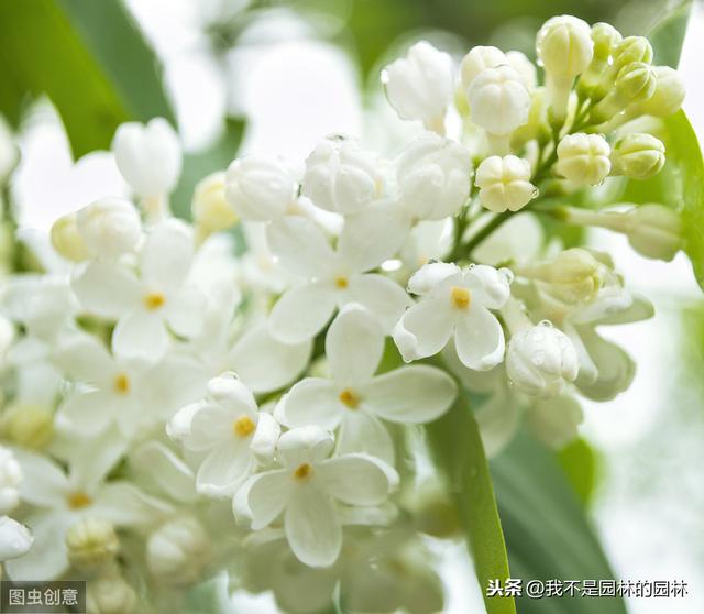 紫丁香 白丁香 暴马丁香 欧洲丁香 这么多丁香你都分得清嘛？