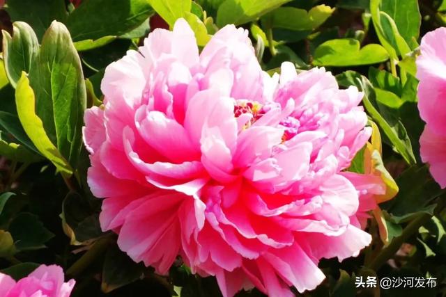 沙河:秦王湖畔牡丹开 沙河:秦王湖畔牡丹开