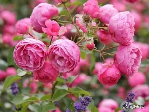 这种花卉既好看又好养,它是一款庭院绿化的佳品 这种花卉既好看又好养,它是一款庭院绿化的佳品