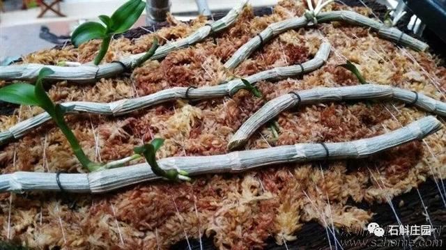 檀香石斛：“待我枝头飘花，许你满庭幽雅！"