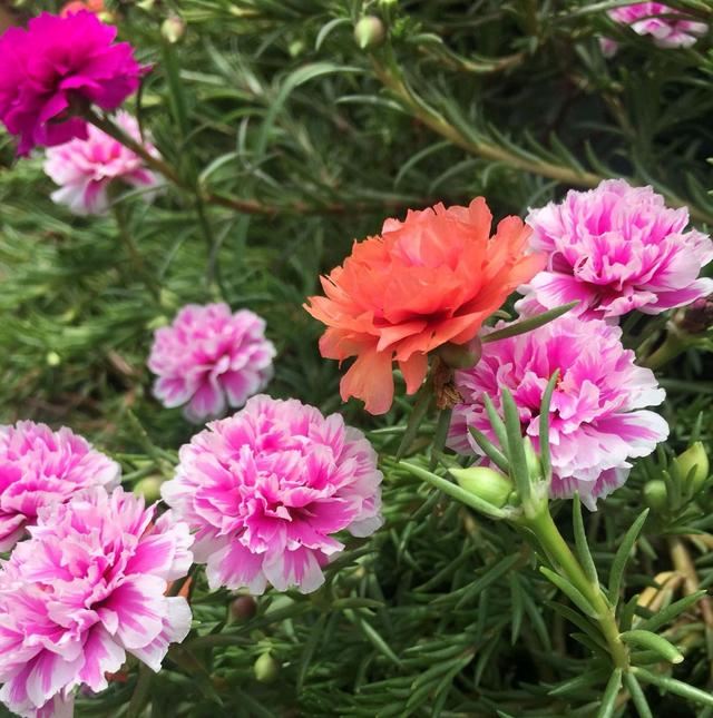 爱花人春季要养的绿植盆栽，播种几粒种子，一年四季赏花不停