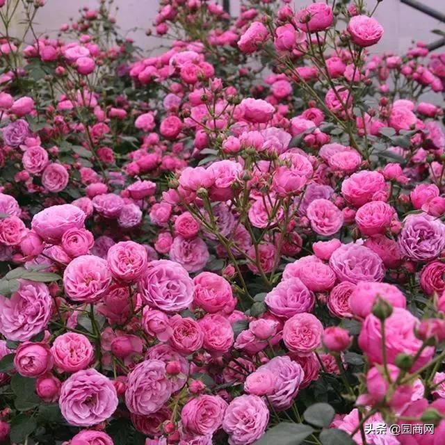 这种花卉既好看又好养,它是一款庭院绿化的佳品 这种花卉既好看又好养,它是一款庭院绿化的佳品