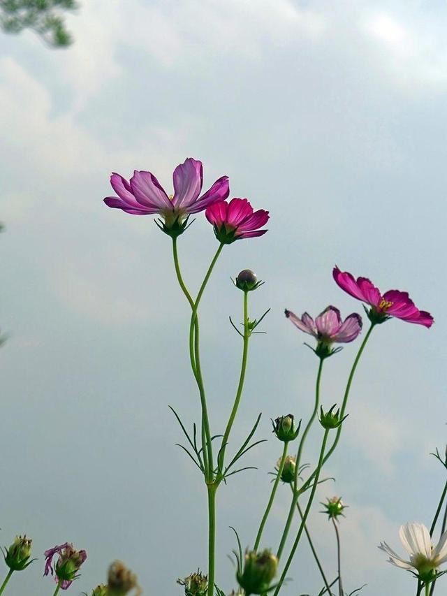 波斯菊繁殖能力强，学会一种好方法，花海家中有