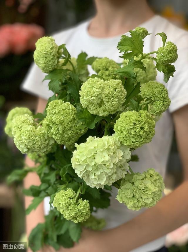 花似绣球，却不是绣球，一树花开美翻天