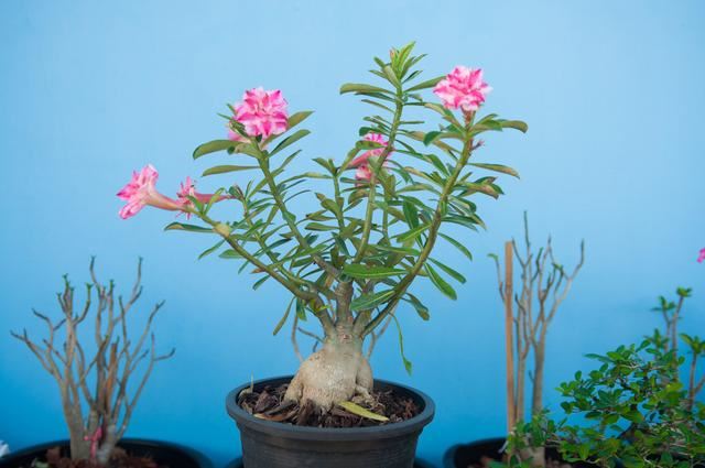 沙漠玫瑰萌芽在即，养护做2个变动，新芽“蹭蹭”冒，5月就见花
