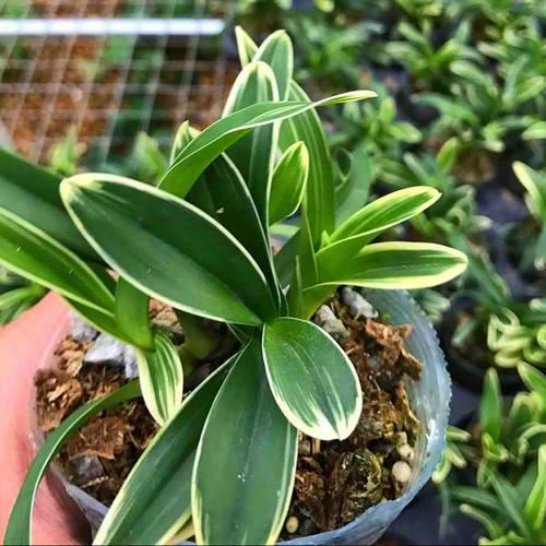 一种兰花开紫花，叶子镶着秀气金边，名叫紫月荷兰，不多见