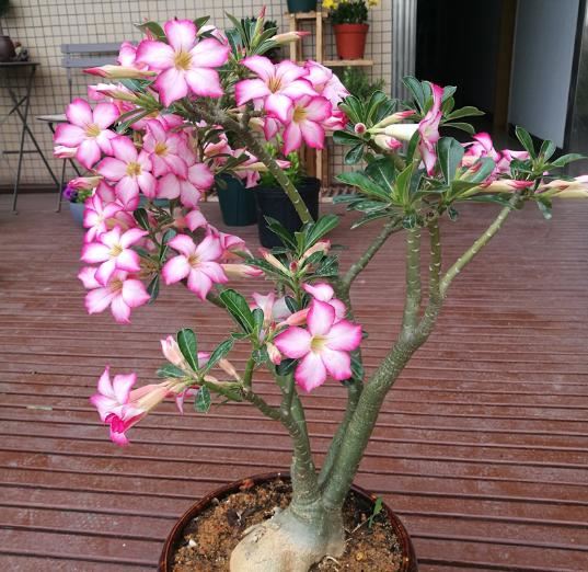 超耐旱的花,不用经常浇水,反而开花很多 超耐旱的花,不用经常浇水,反而开花很多