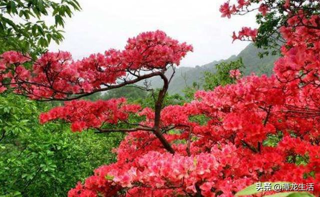 杜鹃怎么才能花满枝头，花匠小哥手把手教你，盆盆花开成''大球''