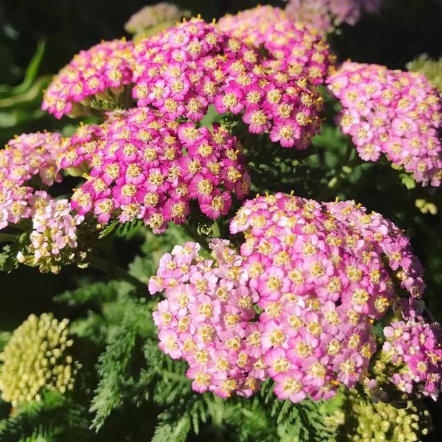 多叶蓍：花期超长的最美外伤灵药，好看好养还好吃