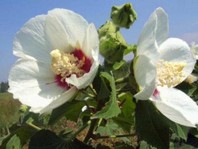 花朵大颜色艳的大花芙蓉葵，春天播种，养护好夏秋一片灿烂