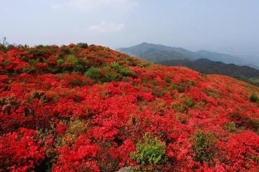 杜鹃别名映山红,花种类繁多,花色绚丽 杜鹃别名映山红,花种类繁多,花色绚丽
