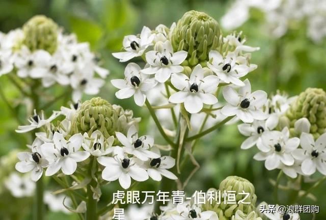 省心省力受欢迎的海芋、凤梨百合、德国鸢尾、耧斗菜、虎眼万年青