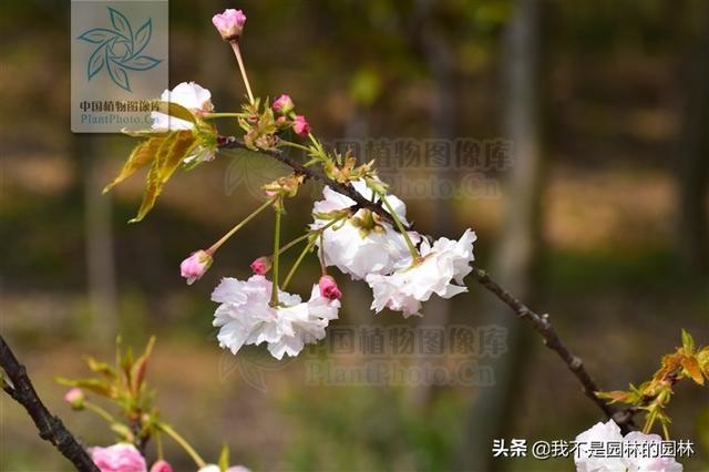 4月中下旬北方处于开花期的园林树木（一）满满的干货