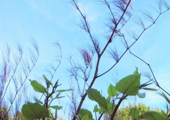 1850年，一株漂亮的植物被带回英国，一场可怕的物种入侵随之开启