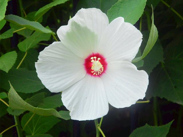 花朵大颜色艳的大花芙蓉葵，春天播种，养护好夏秋一片灿烂