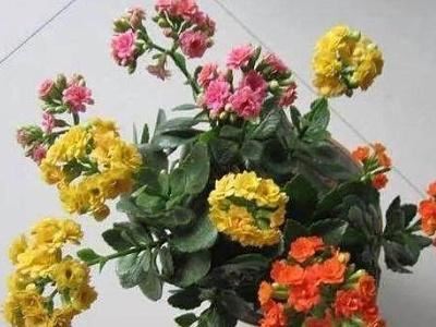 玉树嫁接长寿花能活几年