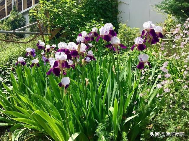 省心省力受欢迎的海芋、凤梨百合、德国鸢尾、耧斗菜、虎眼万年青