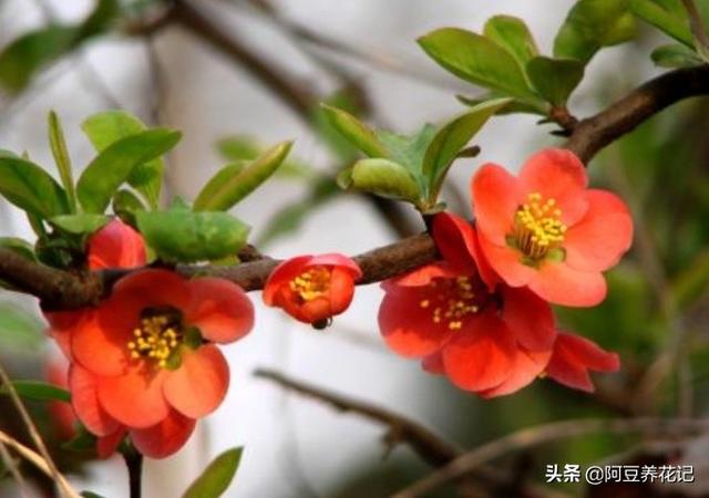 此植物名为“木瓜”，养护方法简单，颜值高，春季绽放博人眼球