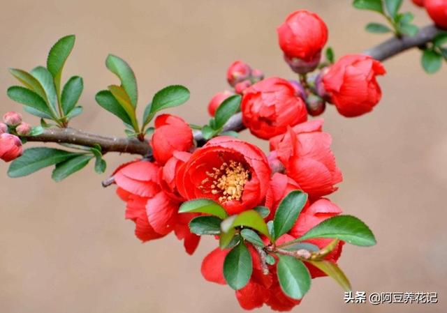 此植物名为“木瓜”，养护方法简单，颜值高，春季绽放博人眼球