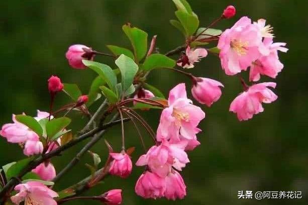 此植物名为“木瓜”，养护方法简单，颜值高，春季绽放博人眼球