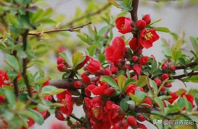 此植物名为“木瓜”，养护方法简单，颜值高，春季绽放博人眼球