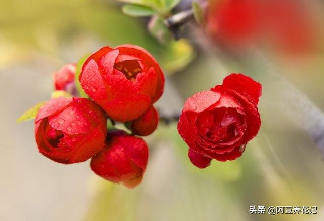 此植物名为“木瓜”，养护方法简单，颜值高，春季绽放博人眼球