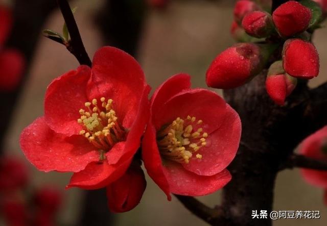 此植物名为“木瓜”，养护方法简单，颜值高，春季绽放博人眼球