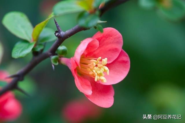 此植物名为“木瓜”，养护方法简单，颜值高，春季绽放博人眼球