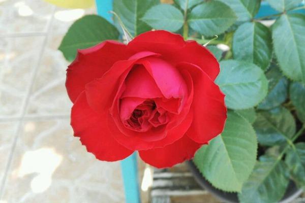 月季茶花女暗红色，杯状花型、黄色花芯微露，抗病性非常好