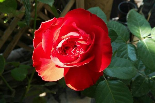 月季茶花女暗红色，杯状花型、黄色花芯微露，抗病性非常好