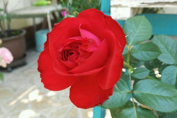 月季茶花女暗红色，杯状花型、黄色花芯微露，抗病性非常好