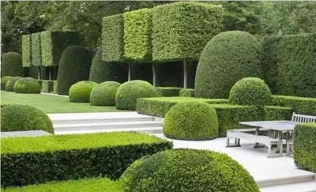 庭院植物修剪打造完美庭院的必备技能