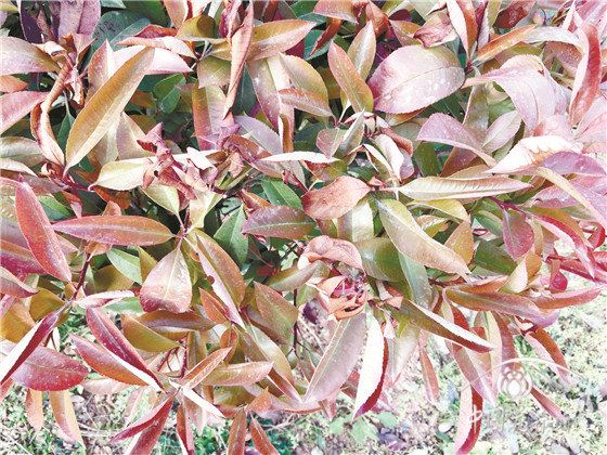 园林植物谨防“倒春寒”