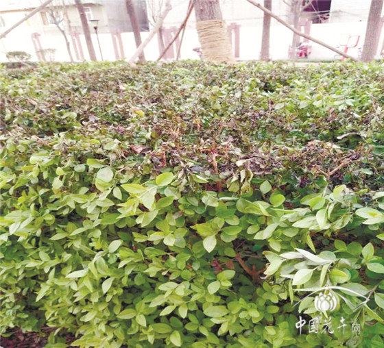 园林植物谨防“倒春寒”