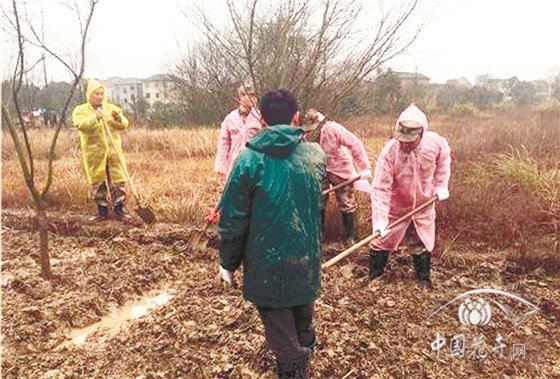 这些栽种方法正在加速苗木死亡 