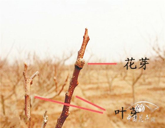 园林植物谨防“倒春寒”
