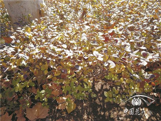 园林植物谨防“倒春寒”