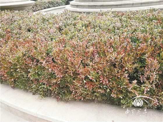 园林植物谨防“倒春寒”