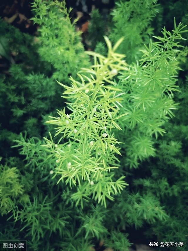 客厅养这12种绿植和8款花卉，颜值高，寿命长，还很好活易打理